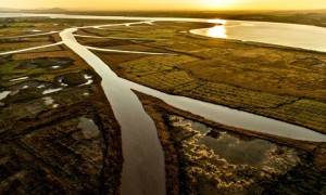 250 hectare salt marsh protects communities and sea walls from erosion. Photograph: WWT