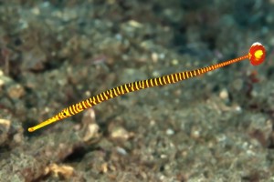 A Pipe Fish