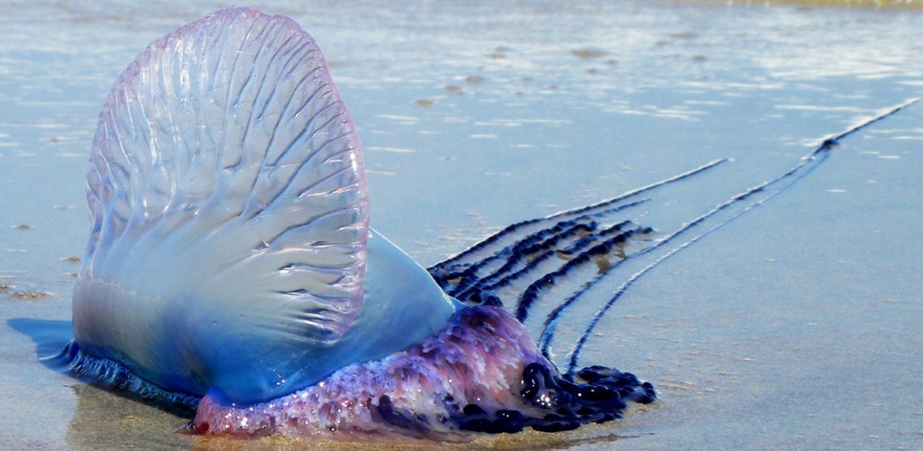 portuguese-man-o-war-spotted-on-uk-beaches-tidetimes-co-uk